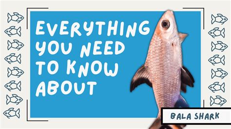 baka shark|The Bala Shark – Everything You Need To Know in .